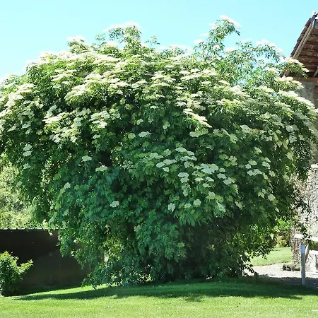 Frühstückspension Il Sambuco Innamorato